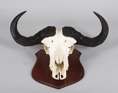 Lot Antlers/Horns: Southern Cape Buffalo Horns on...