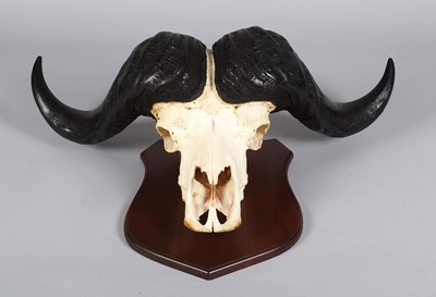 Lot Antlers/Horns: Southern Cape Buffalo Horns on...