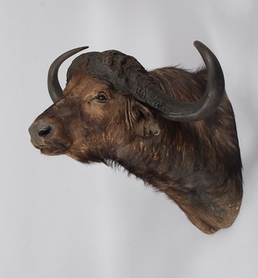 Lot Antlers/Horns: Southern Cape Buffalo (Syncerus...