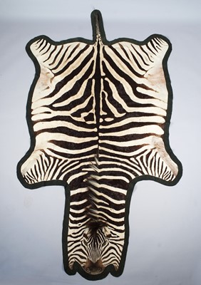 Lot Skins/Hides: Burchell's Zebra Skin (Equus...