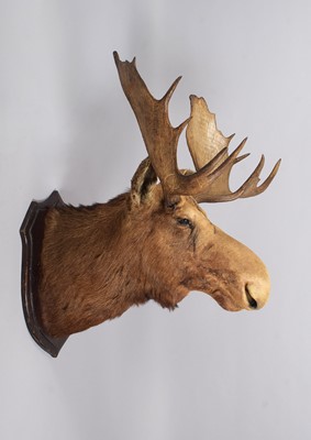 Lot Taxidermy: North American Moose (Alces alces),...