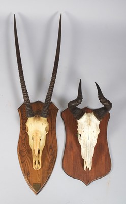 Lot 1047 - Antlers/Horns: Gemsbok Oryx and Lichtenstein...