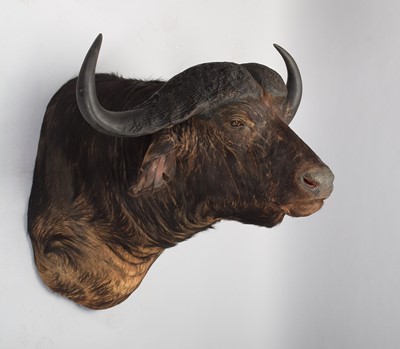 Lot 279 - Taxidermy: Cape Buffalo (Syncerus caffer),...