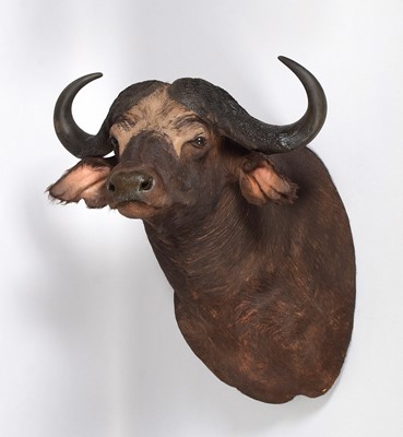 Lot 50 - Taxidermy: Cape Buffalo (Syncerus caffer),...