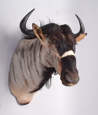 Lot Taxidermy: Brindled Gnu (Connochaetes...