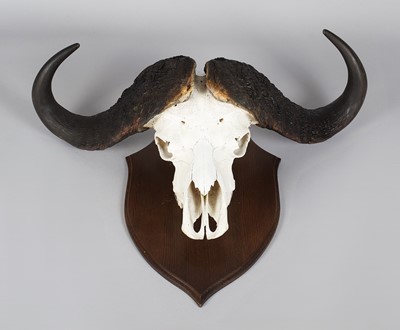 Lot 26 - Skuls/Horns: Cape Buffalo Horns on Skull...