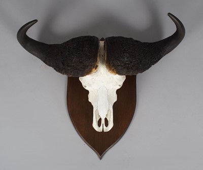 Lot 26 - Skuls/Horns: Cape Buffalo Horns on Skull...