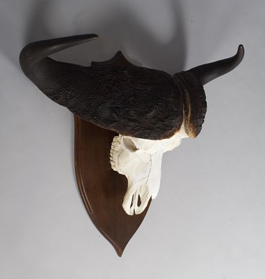 Lot 26 - Skuls/Horns: Cape Buffalo Horns on Skull...