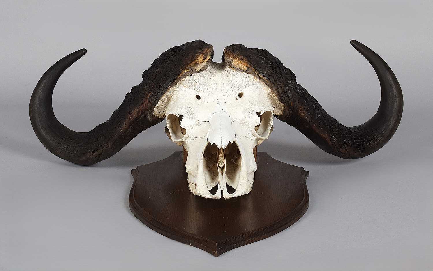 Lot 26 - Skuls/Horns: Cape Buffalo Horns on Skull...