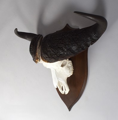 Lot 26 - Skuls/Horns: Cape Buffalo Horns on Skull...