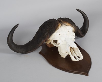 Lot 26 - Skuls/Horns: Cape Buffalo Horns on Skull...