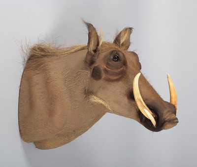 Lot Taxidermy: Common Warthog (Phacochoerus...