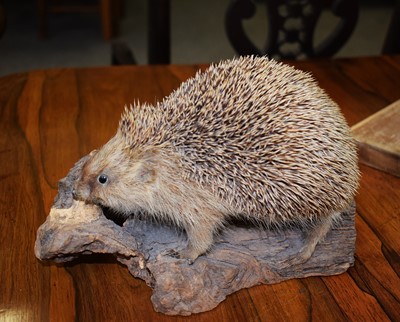 Lot 1045 - Taxidermy: European Hedgehog (Erinaceus...