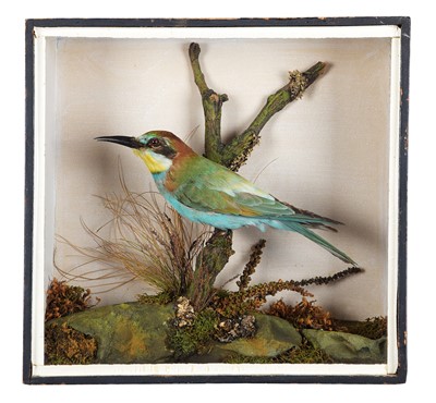 Lot Taxidermy: A Cased European Bee-eater (Merops...