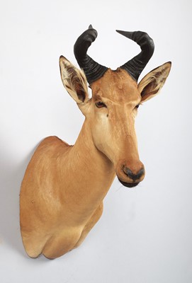 Lot Taxidermy: Lichtenstein's Hartebeest...