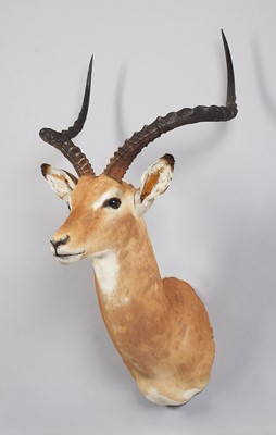 Lot Taxidermy: Common Impala (Aepyceros Melampus)...