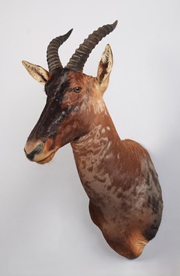 Lot Taxidermy: Serengeti Topi (Damaliscus jimela),...