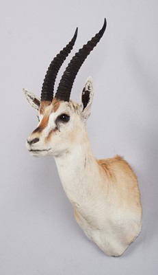 Lot Taxidermy: Thomson's Gazelle (Eudorcas...