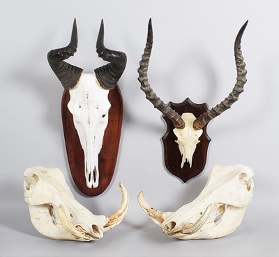 Lot Skulls/Horns: A Pair of Common Warthog Skulls,...