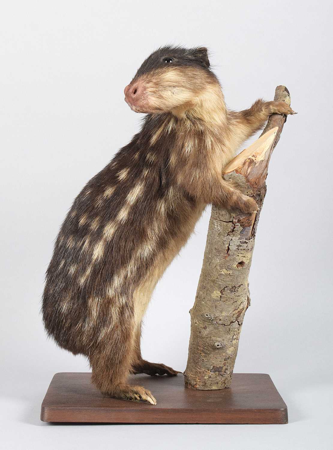 Lot 124 - Taxidermy: Lowland Paca (Cuniculus paca), late...