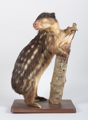 Lot Taxidermy: Lowland Paca (Cuniculus paca), late...