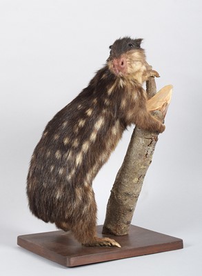 Lot 124 - Taxidermy: Lowland Paca (Cuniculus paca), late...
