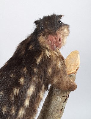 Lot 124 - Taxidermy: Lowland Paca (Cuniculus paca), late...
