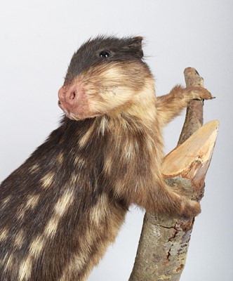 Lot 124 - Taxidermy: Lowland Paca (Cuniculus paca), late...