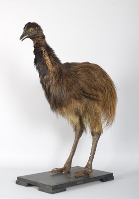 Lot Taxidermy: A Juvenile Southern Cassowary or...