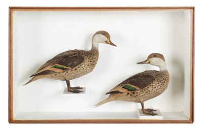 Lot Taxidermy: A Cased Pair of White-cheeked or...