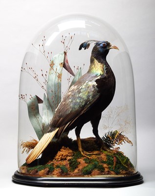 Lot Taxidermy: A Victorian Himalayan Monal...