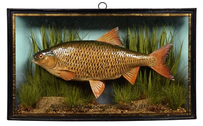 Lot Taxidermy: A Cased Common Roach (Rutilus...