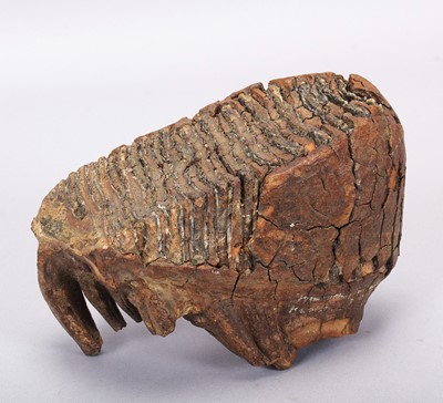 Lot Natural History: A Fossilized Mammoth Tooth...