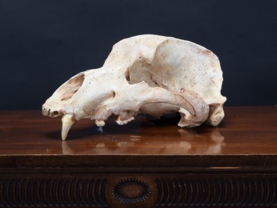 Lot Skulls: A Cave Bear Upper Skull (Ursus...