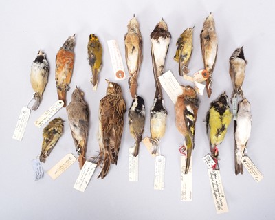 Lot Taxidermy: Sixteen Various British Garden...