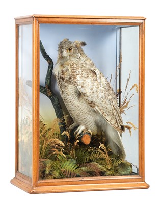 Lot Taxidermy: A Late Victorian Cased North...