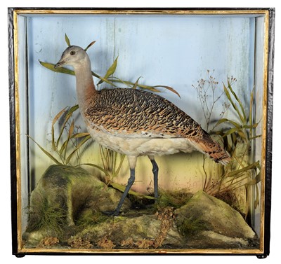 Lot Taxidermy: A Large Late Victorian Cased Great...