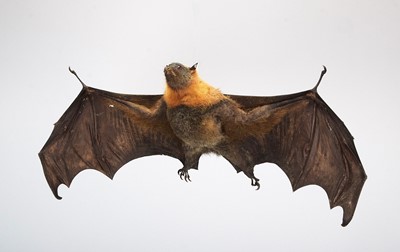 Lot Taxidermy: Grey-headed Flying Fox (Pteropus...