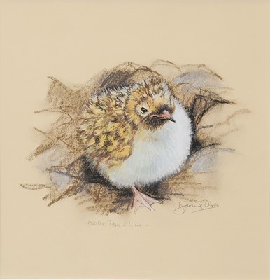 Lot 1160 - Davina Owen (Contemporary) "Arctic Tern Chick"...