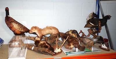 Lot 1075 - Taxidermy: A Collection of Countryside Animals...