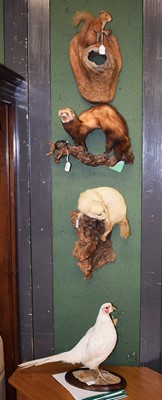 Lot 1044 - Taxidermy: A Collection of Countryside Animals...