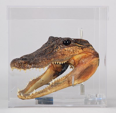 Lot 1042 - Taxidermy: American Alligator Head Mount...