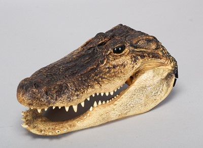 Lot 1061 - Taxidermy: American Alligator Head Mount...