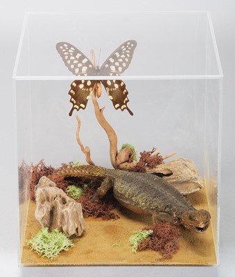 Lot 1067 - Taxidermy: A Spiny-tailed Lizard and Antenor...