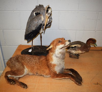 Lot 1031 - Taxidermy: A European Red Fox, Grey Heron and...