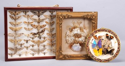 Lot 1070 - Entomology/Natural History: A Collection of...