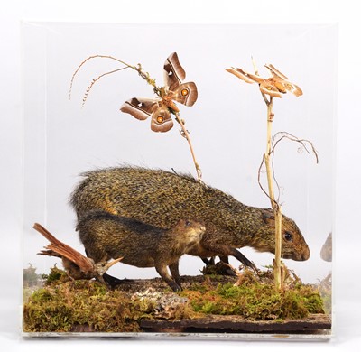 Lot 1032 - Taxidermy: A Cased Pair of Central American...