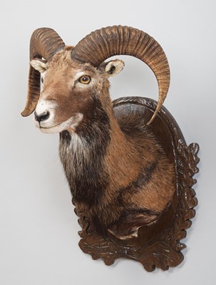 Lot 1074 - Taxidermy: European Mouflon (Ovis aries...