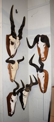 Lot 1068 - Antlers/Horns: A Group of African Game Trophy...