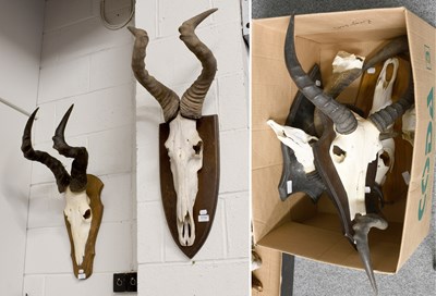 Lot 1116 - Antlers/Horns: A Group of African Game Trophy...